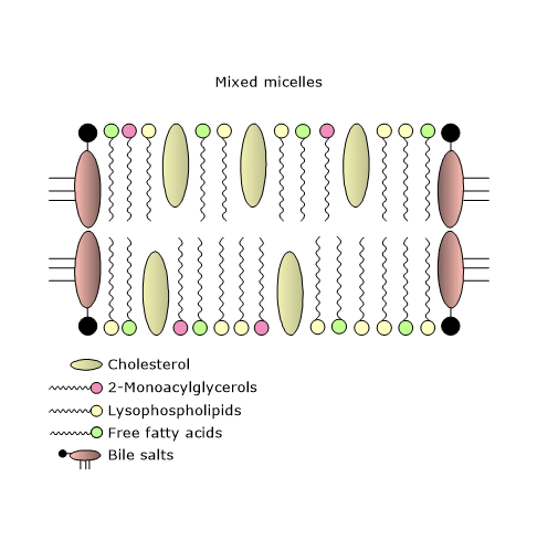 Structure of mixed micelles and role in lipid absorption in the small intestine