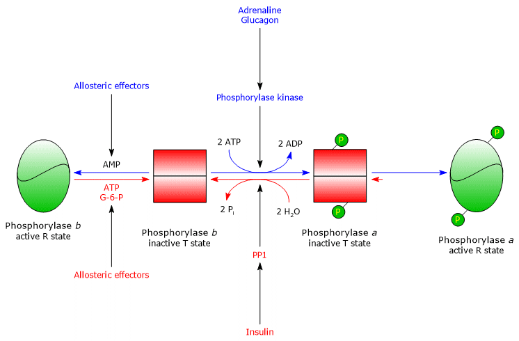 Covalent and allosteric regulation of muscle glycogen phosphorylase