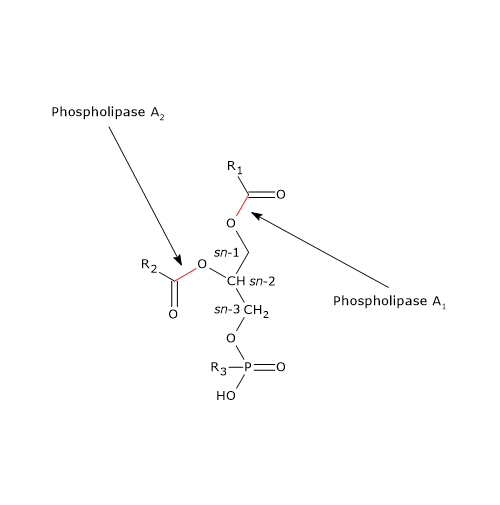 Sitio de acción de las fosfolipasas A1 y A2, enzimas implicadas en la digestión de los lípidos