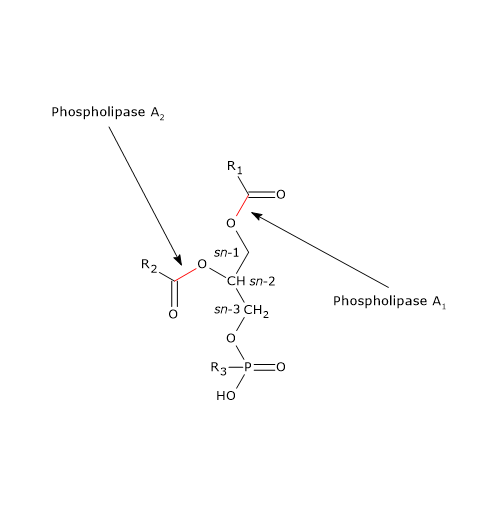 Site d'actions des phospholipases A1 et A2, enzymes impliquées dans la digestion des lipides