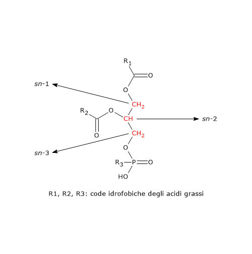 Numerazione stereospecifica o sn della molecola dei trigliceridi