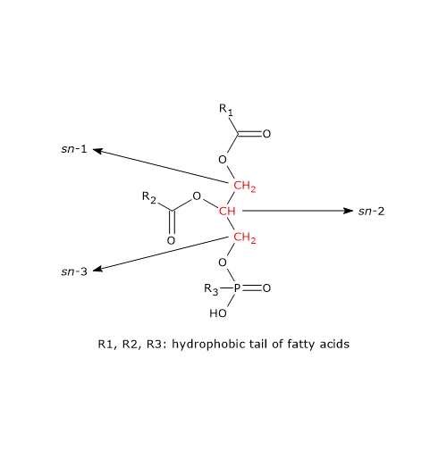 Saturated fatty acids are generally confined to the sn-1 position of phospholipids