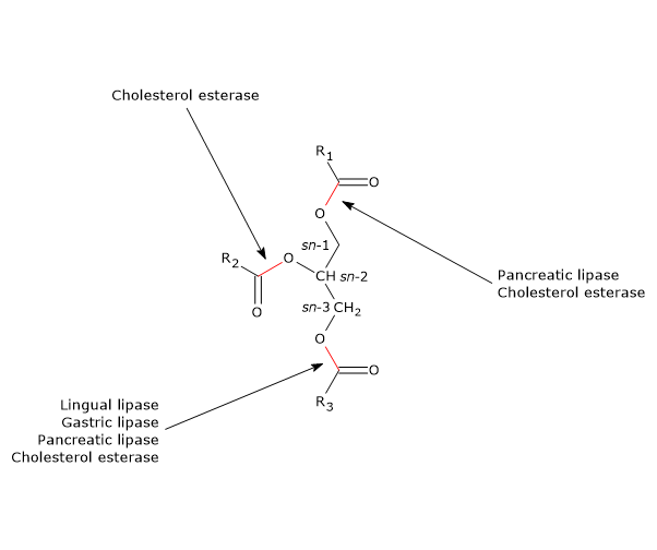 Sitio de acción de las enzimas que intervienen en la digestión de los triglicéridos: lipasas y colesterol esterasa