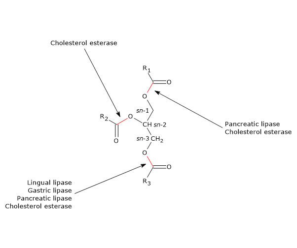 Site d'action des enzymes impliquées dans la digestion des triglycérides : lipases et cholestérol estérase