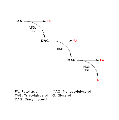 Hydrolysis of triacylglycerols to fatty acids and glycerol, and involved enzymes