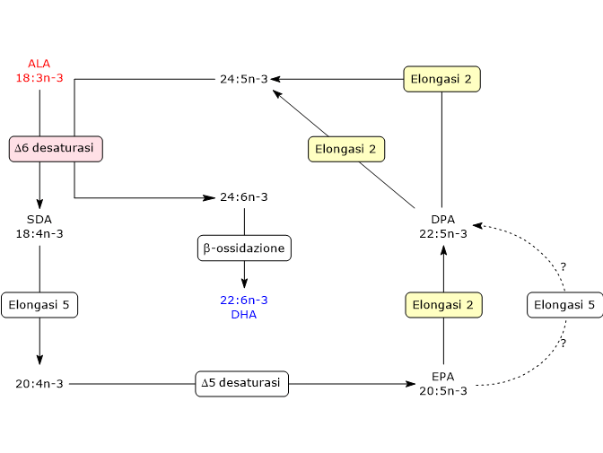 Sintesi dello acido docosaesaenoico o DHA, un PUFA omega-3, dall'acido alfa-linolenico