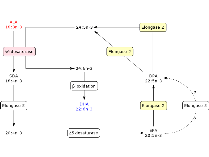Synthesis of docosahexaenoic acid or DHA, an omega-3 PUFA, from alpha-linolenic acid