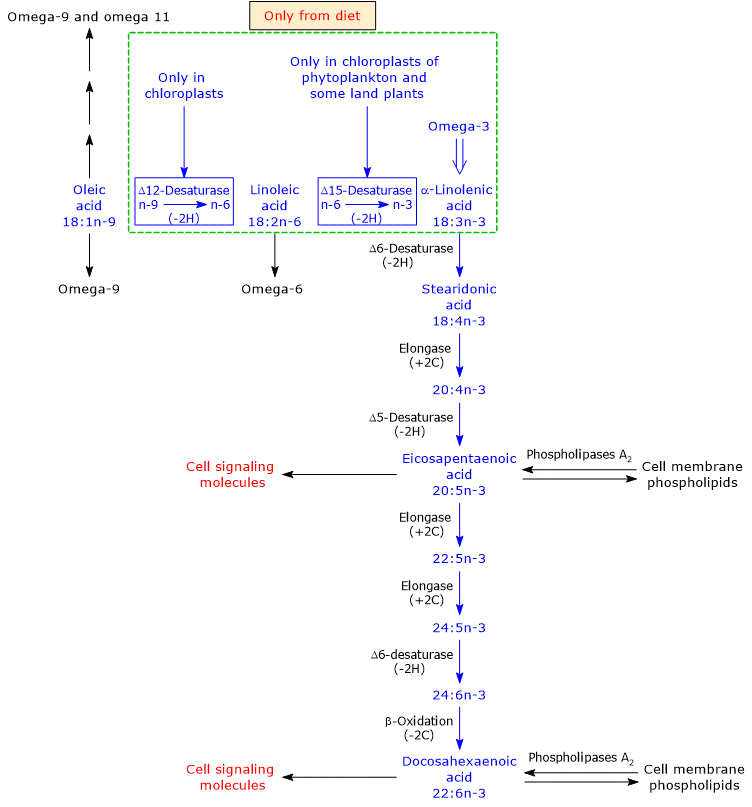 Synthesis and metabolism of omega-3 polyunsaturated fatty acids