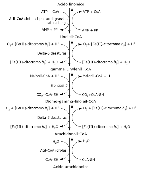 Sintesi dello acido arachidonico dall'acido linoleico