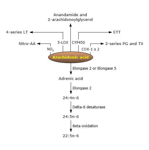 Derivatives of arachidonic acid such as Leukotrienes, Prostaglandins, Thromboxanes