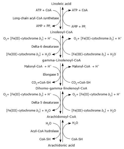 Synthesis of arachidonic acid from linoleic acid