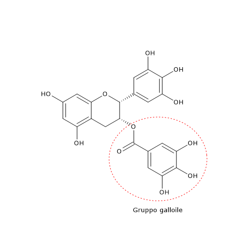 Formula di struttura della epigallocatechina gallato, una catechina, ed uno dei polifenoli del te