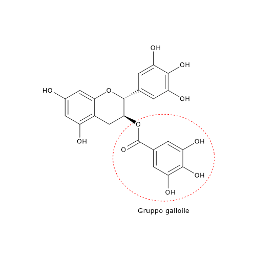 Formula di struttura della gallocatechina gallato, una delle catechine del tè verde