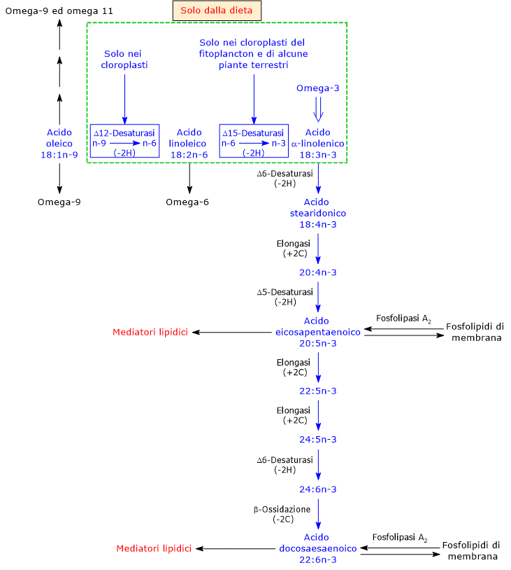 Sintesi e metabolismo degli acidi grassi polinsaturi omega-3