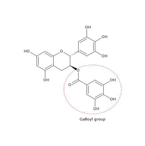 Skeletal formula of gallocatechin gallate, one of the catechins found in green tea
