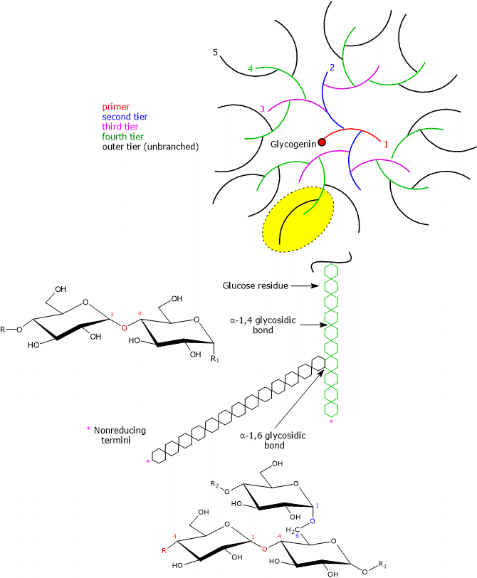 Chemical Makeup Of Glycogen - Mugeek Vidalondon