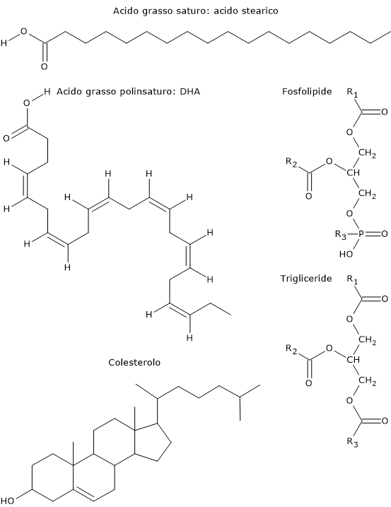 Esempi di lipidi: formule di struttura di acidi grassi, trigliceridi, fosfolipidi, colesterolo