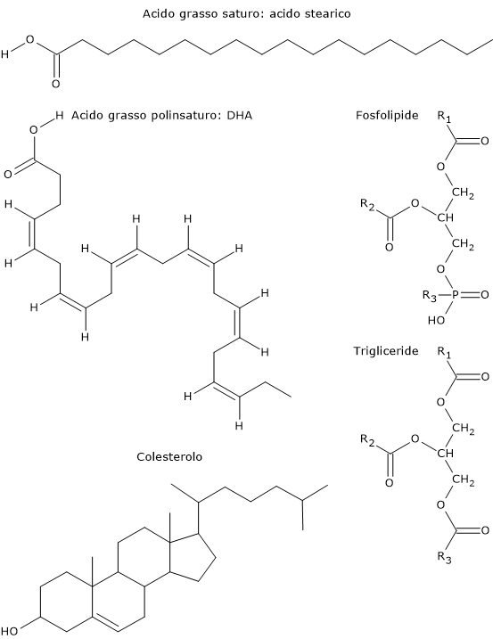 Esempi di lipidi: acidi grassi, trigliceridi, fosfolipidi, colesterolo