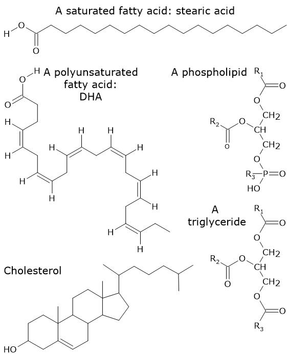 Examples of lipids: skeletal formula of fatty acids, triglycerides, phospholipids, and cholesterol