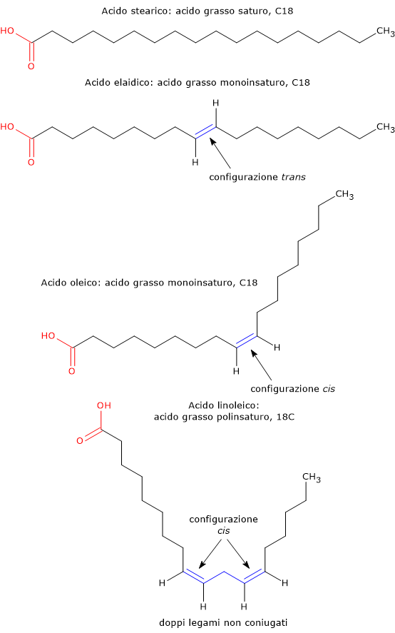 Esempi di acidi grassi saturi, insaturi e non coniugati