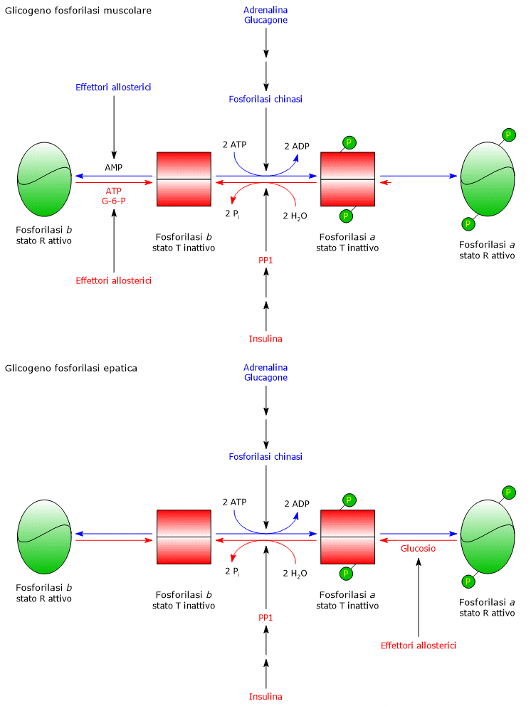 Regolazione allosterica e covalente glicogeno fosforilasi