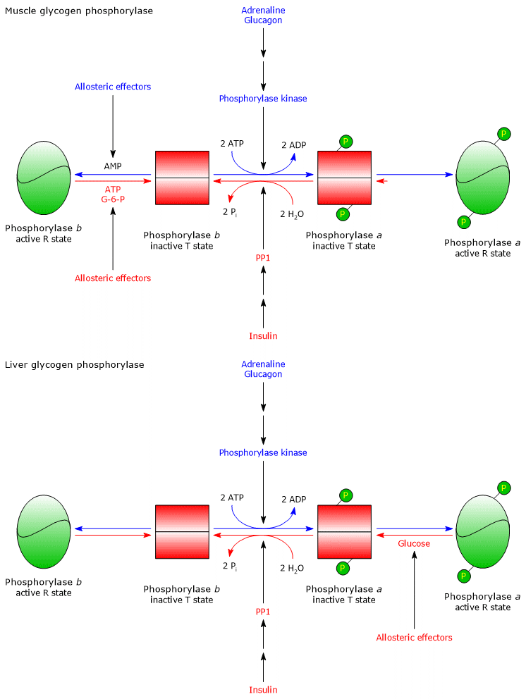 Allosteric and covalent regulation of glycogen phosphorylase