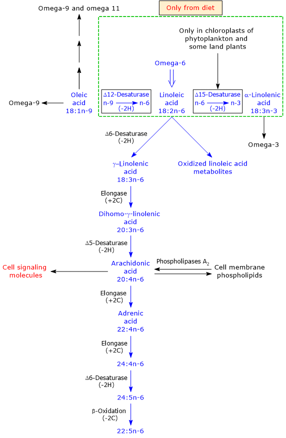 Synthesis and metabolism of linoleic acid, an omega-6 fatty acid