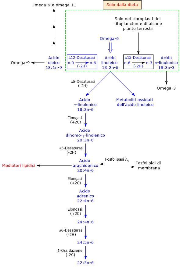 Sintesi e metabolismo dell’acido linoleico, un acido grasso omega-6