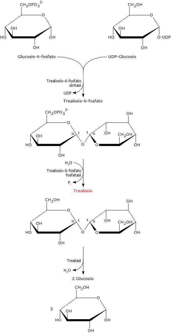 Sintesi del trealosio negli eucarioti e idrolisi da parte della trealasi