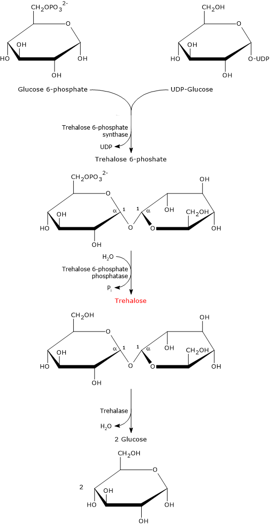 Biosynthesis of trehalose in eukaryotes, and hydrolysis by trehalase
