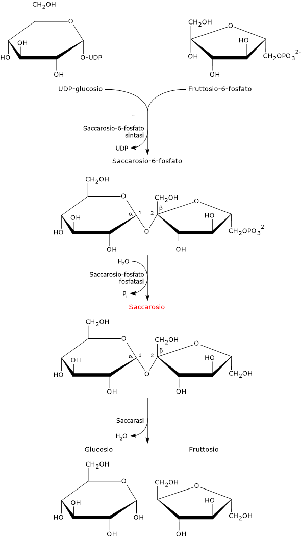 Biosintesi del saccarosio nelle piante e idrolisi intestinale