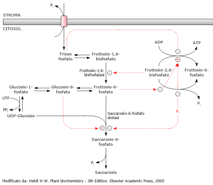 Regolazione della sintesi del saccarosio nelle piante