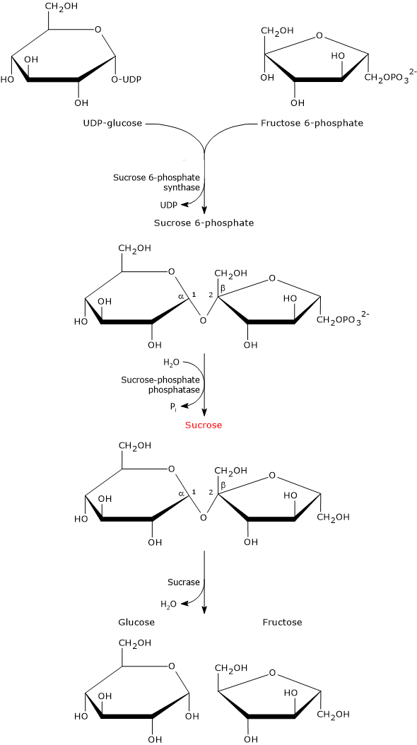 Synthesis of sucrose in plants and hydrolysis by intestinal sucrase