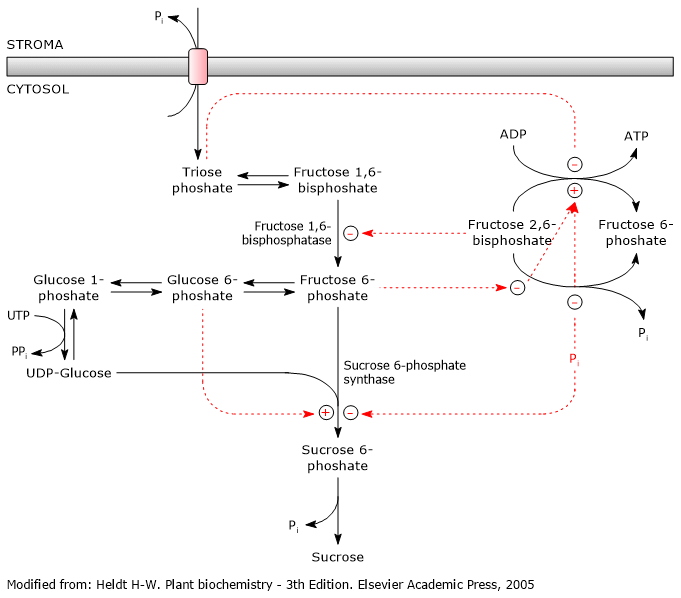 Regulation of sucrose synthesis in plants