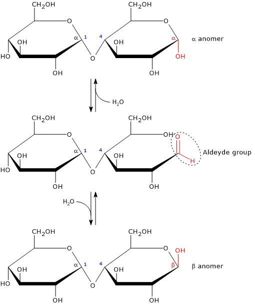 Structural formula, in Haworth projection, of the anomers of maltose