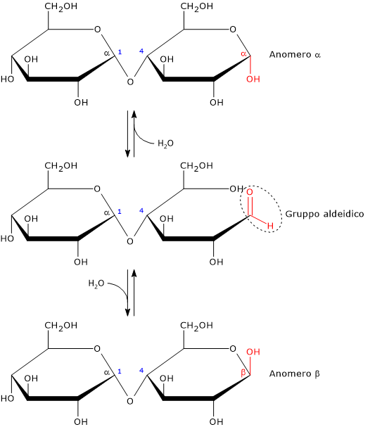 Formula di struttura, in proiezione di Haworth, degli anomeri del maltosio
