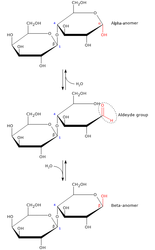 Structural formula, in Haworth projection, of the anomers of lactose