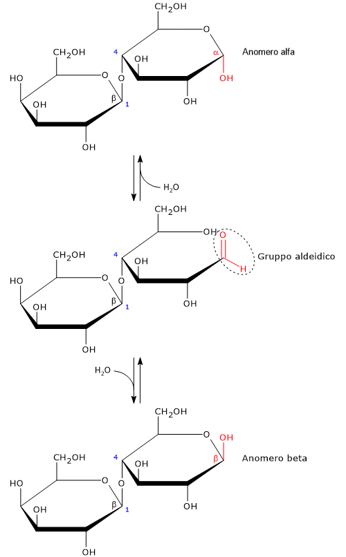 Formula di struttura, in proiezione di Haworth, degli anomeri del lattosio