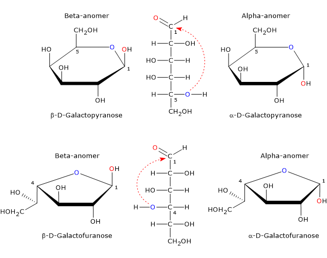 Structural formula of the anomers of galactose