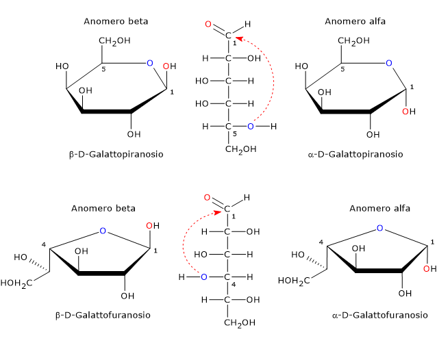 Formule di struttura degli anomeri del galattosio