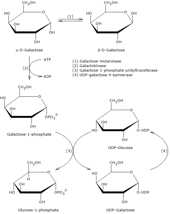 Leloir pathway: steps, involved enzymes, and intermediates