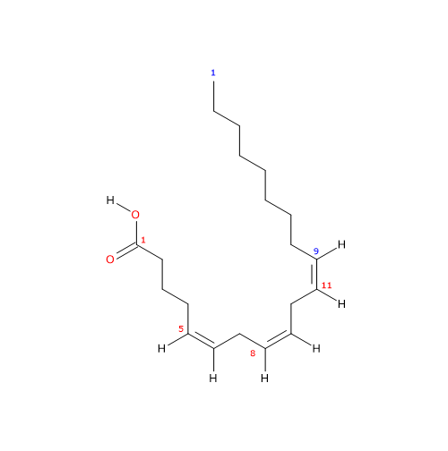 Formula di struttura dello acido Mead, un acido grasso insaturo