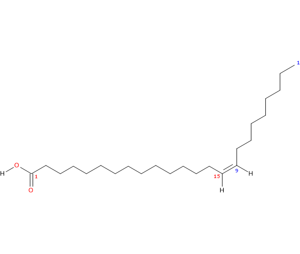 Formula di struttura dello acido nervonico, acido grasso insaturo