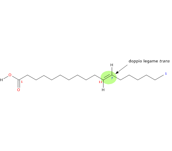 Formula di struttura dello acido vaccenico, un acido grasso trans