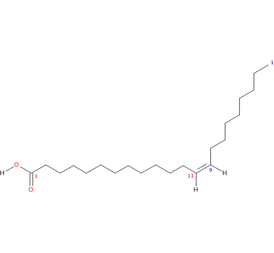 Structural formula of erucic acid, an unsaturated fatty acid