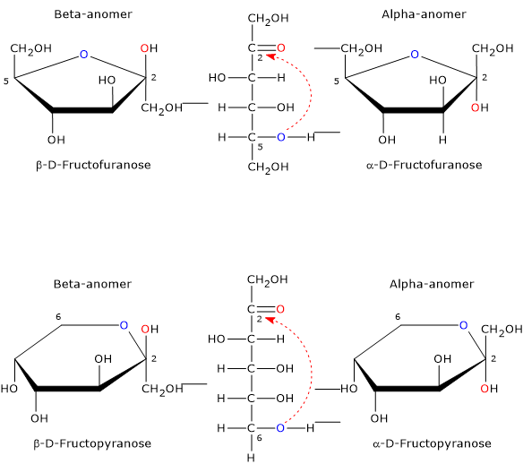 Fructose: from the open-chain form to the hemiketal cyclic forms