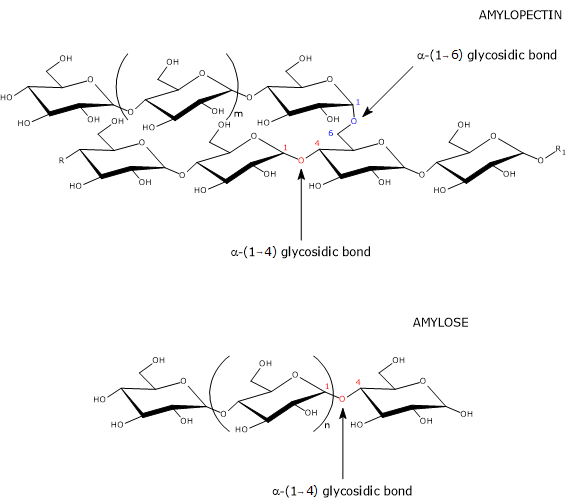 Structure of amylose and amylopectin