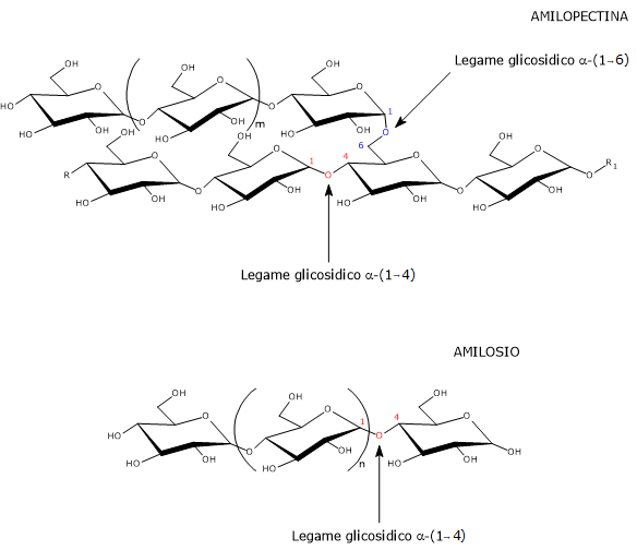 Strutture di amilosio e amilopectina