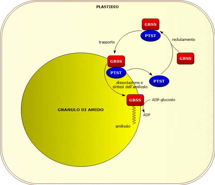 Amido sintasi legata ai granuli, PTST, e sintesi dell’amilosio