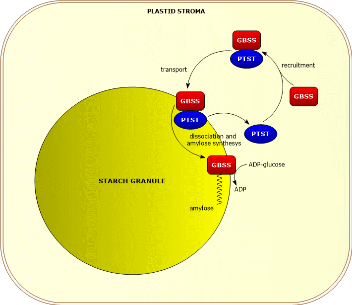 Granule-bound starch synthase, PTST, and amylose synthesis